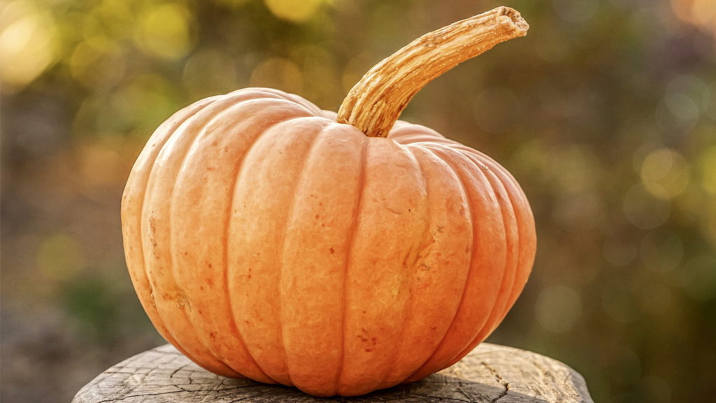 kürbis mit stiel herbst gemüse in der natur