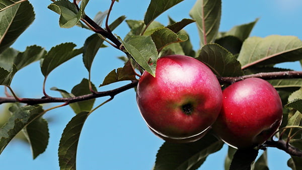 apfel als obst im winter