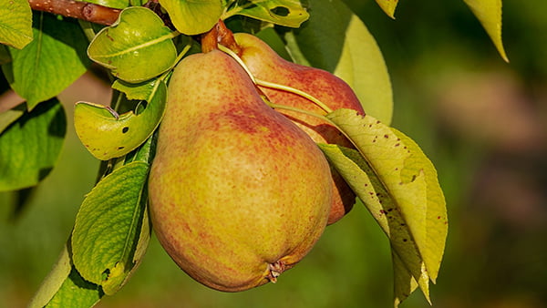 birnen als obst im winter