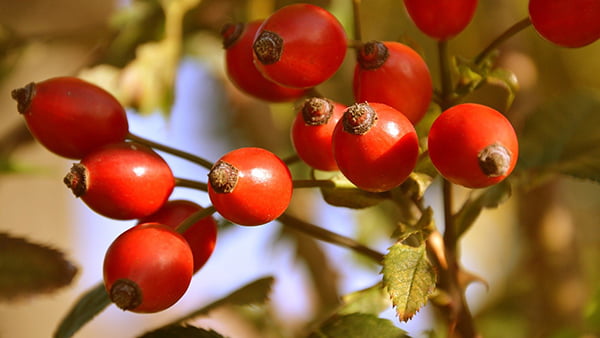 hagebutte als obst im winter