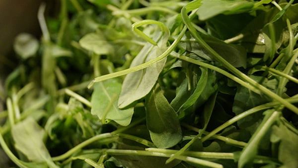 rucola blätter