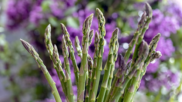 grüne spargelstangen vor violettem blumenhintergrund