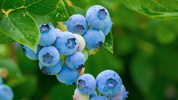 blaubeeren am pflanzen strauch