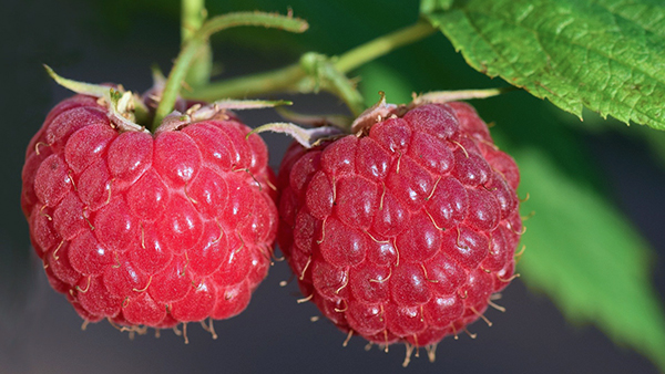 himbeeren am strauch