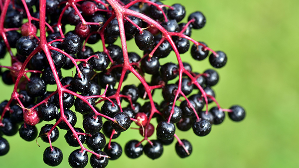 lebensmittel herbst holunderbeeren