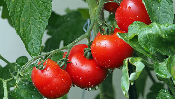 lebensmittel herbst tomaten