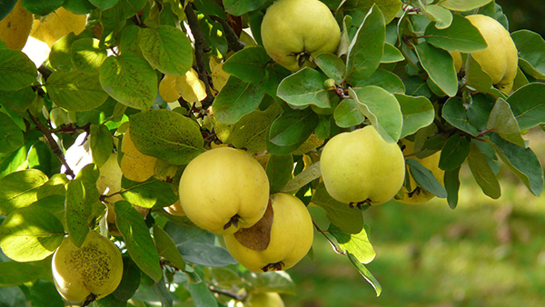 lebensmittel herbst quitten