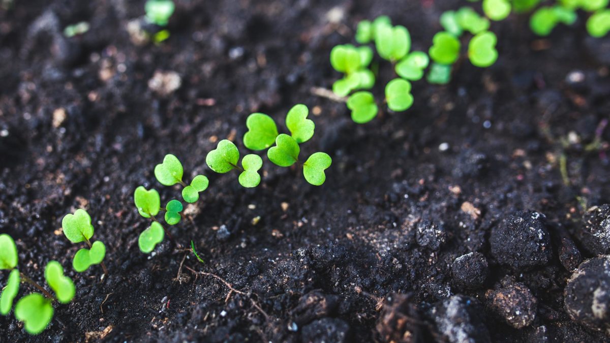 microgreens anbauen