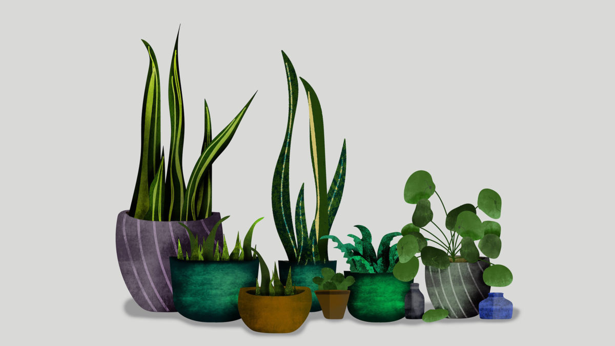 zimmerpflanzen im topf als illustration